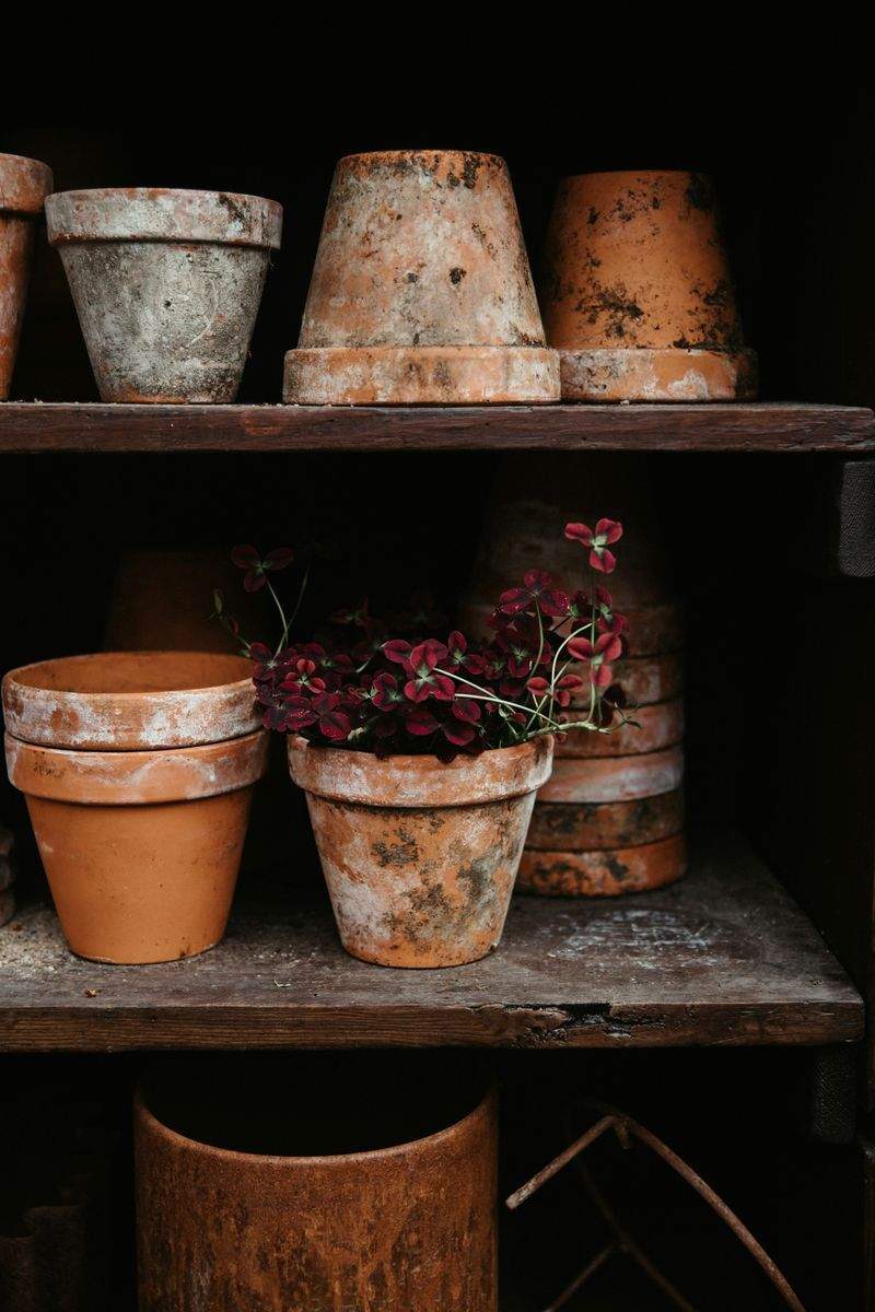 Plantation d'arbres, arbustes et fleurs